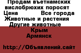 Продам въетнамских вислобрюхих поросят › Цена ­ 2 500 - Все города Животные и растения » Другие животные   . Крым,Армянск